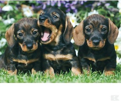 Huisdieren - Puzzelbox (2x26, 2x48)