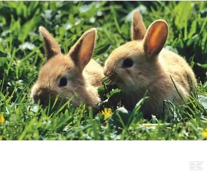 Huisdieren - Puzzelbox (2x26, 2x48)