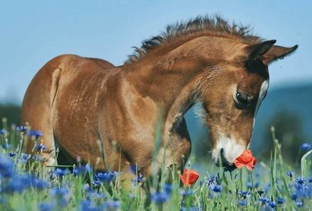 Huisdieren - Puzzelbox (2x26, 2x48)