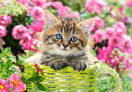 Kitten in Flower Garden - Puzzel (500)