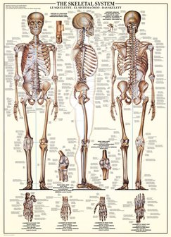 The Skeletal System - Puzzel (1000)