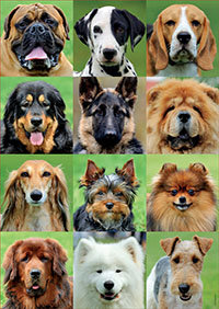 Dogs Collage - Puzzel (500)