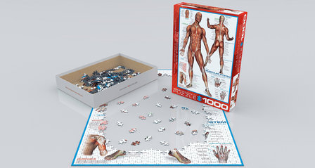 The Muscular System - Puzzel (1000)