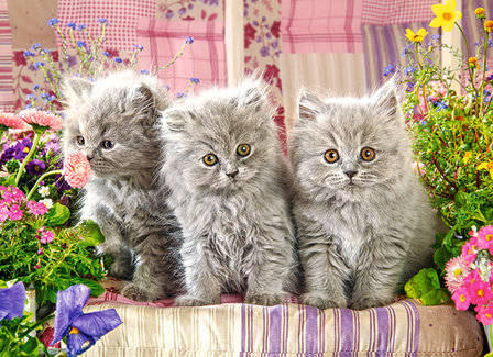 Three Grey Kittens - Puzzel (300)