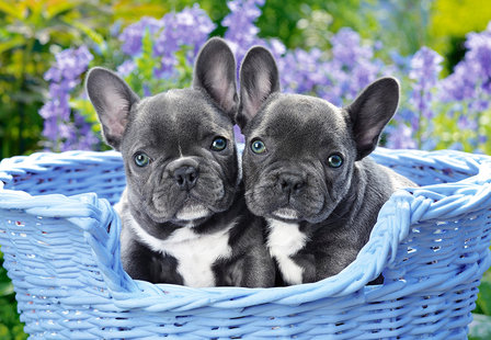 French Bulldog Puppies - Puzzel (1000)