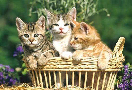 Huisdieren - Puzzelbox (2x26, 2x48)