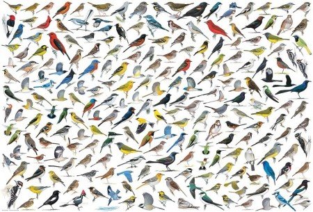 The World of Birds - Puzzel (2000)