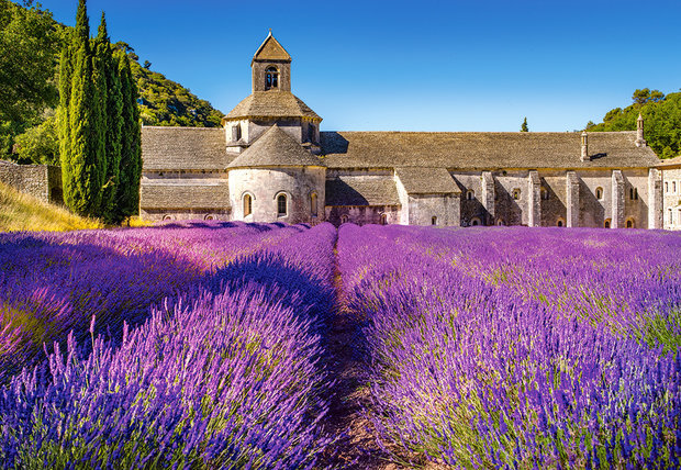 Lavender Field in Provence, France - Puzzel (1000)