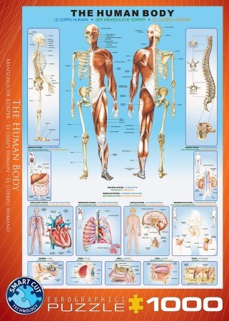 The Human Body - Puzzel (1000)
