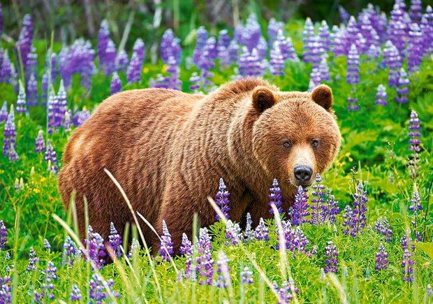 Baer on the Meadow - Puzzel (500)